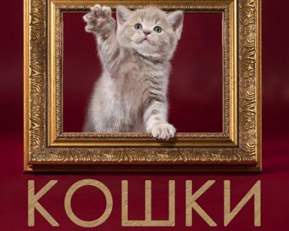Приглашаем 3 февраля на открытие фотовыставки Андрея Медведева “Кошки”  
